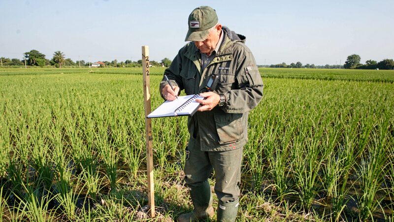 A field surveyor in rubber boots standing in a green paddy field, recording notes in a waterproof notebook beside a marked wooden survey stake, handheld GPS receiver, clear morning light.
